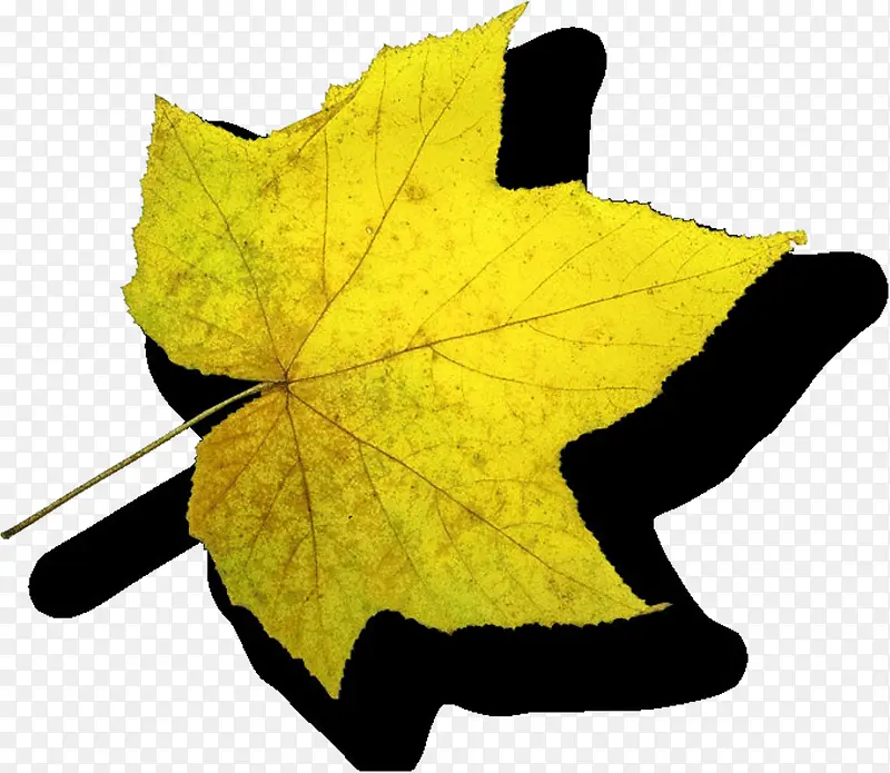 ��ͩҶ����ز�-������