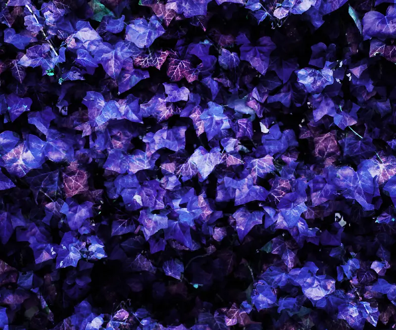 ��Ҷ��������-������