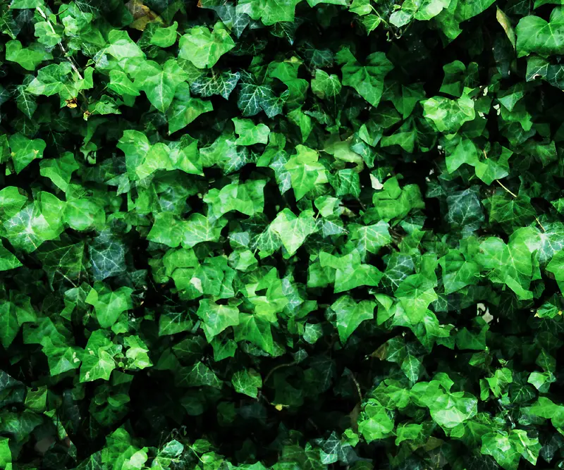 ֲ����Ҷ����-������