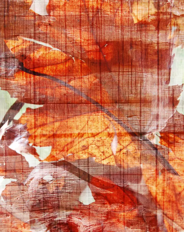 ī����Ҷ����-������