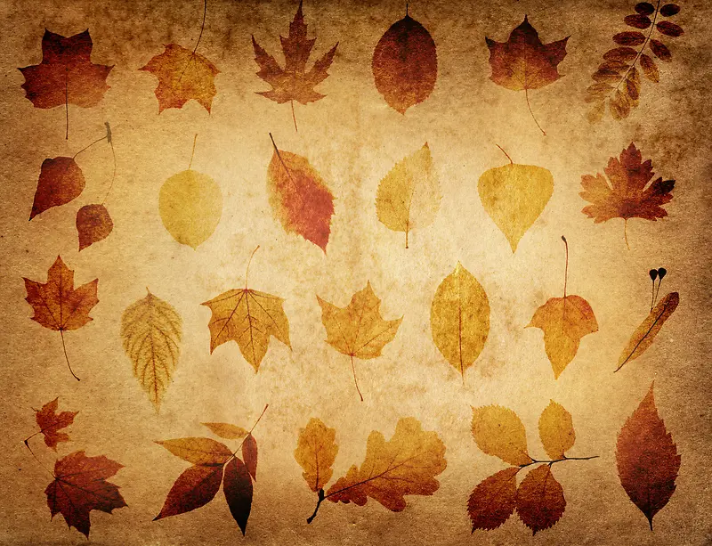 ��Ҷ���ű������-������