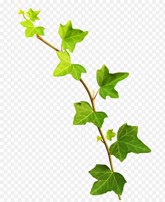 ��Ҷ-������