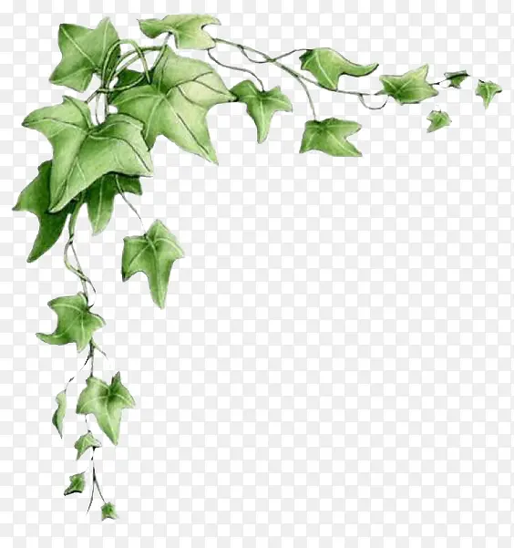 Ҷ�ӱ߿�-������