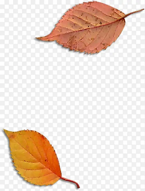 ���崴����Ӱ��ɫ������Ҷ-������