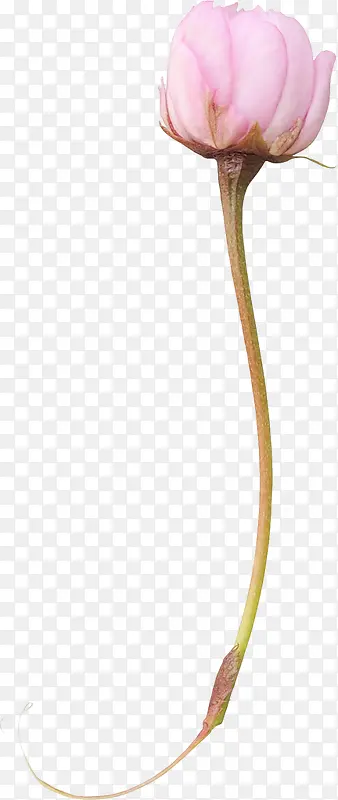 ��ɫõ�廨-������