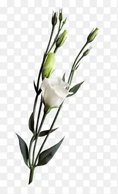 ��֦��ɫõ�廨-������