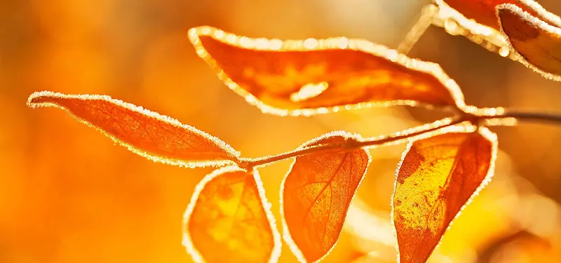 ��ɫ��Ҷ����-������