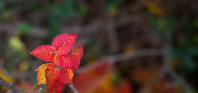 ��ɫ��Ҷ��Ӱ-������