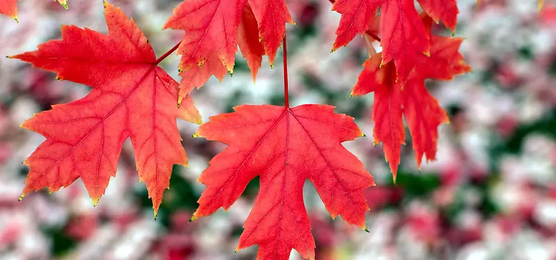 ��ɫ��Ҷ��Ӱ-������