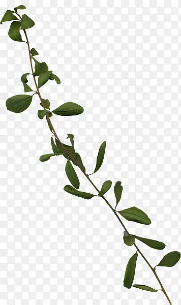 ��ɫ��Ҷ��֦�ʻ�-������