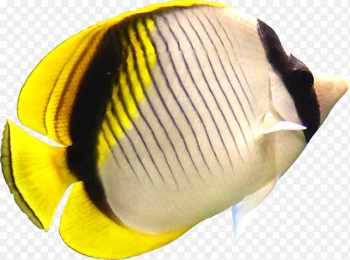 ����ɰ���ɫС��-������