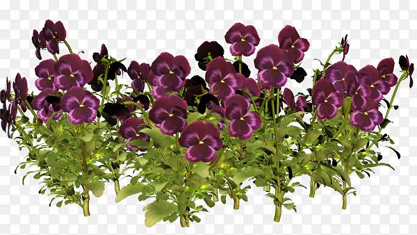 ��ֲ����ˮ�ʻ����ز�-������