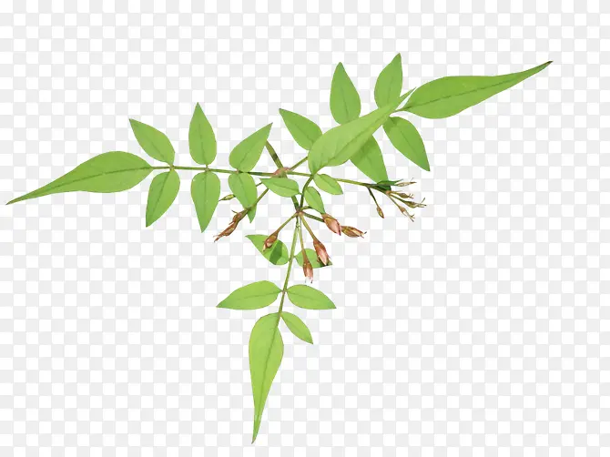 Ҷ����Ҷ��֦-������