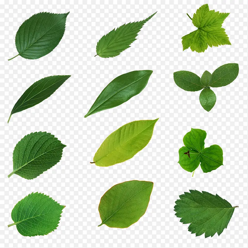 ��֦Ҷ����Ҷ-������