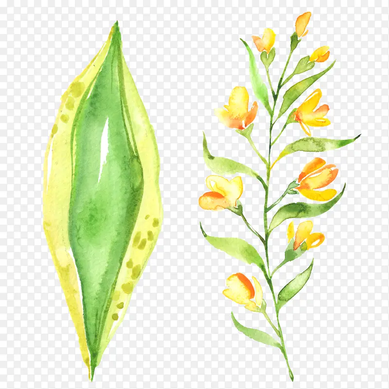 ˮ����Ҷ��ɫҶ��-������