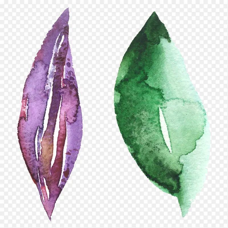 ˮ��Ҷ����Ҷ-������