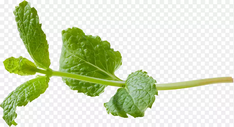 ���ɺ�ҶƬ����ҽ�����ɺ�ҶƬII������Ҷ-������