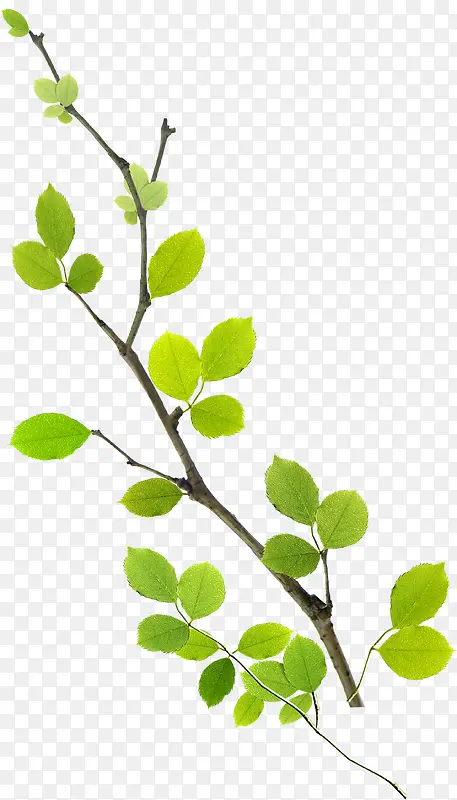 ����������Ҷ��ֲ֦��-������