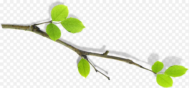 ����������Ҷ��֦-������