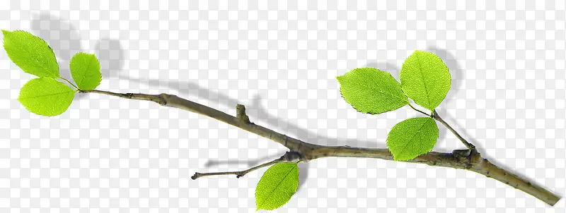 ��������������֦-������