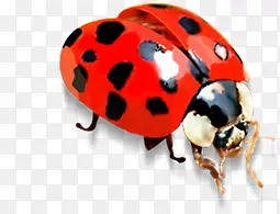 �ֻ��ɫ�ɰ�����-������