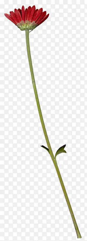 ��ɫ�ɰ�С������-������