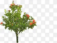 ��ɫ�ɰ���������-������