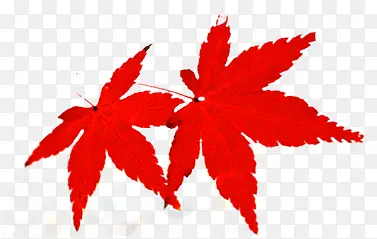 ��ɫ��Ҷ�ɰ�����-������