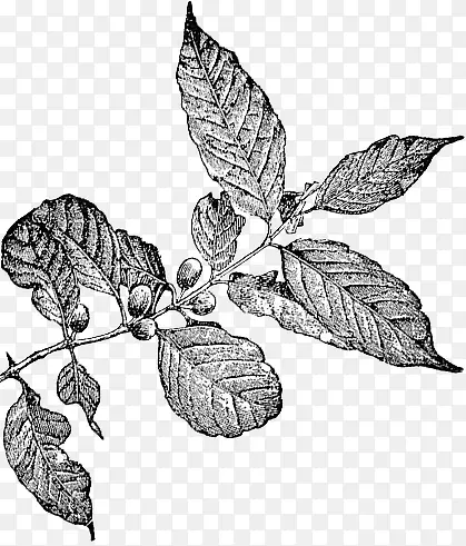 �����ֻ�ϳ���Ҷ-������