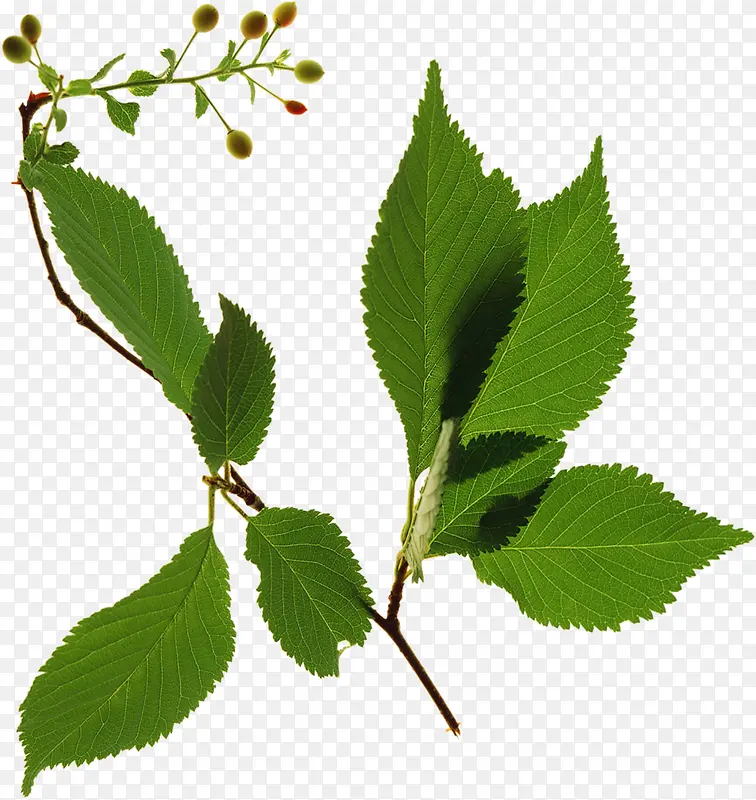 ���崴���ֻ���Ҷ-������