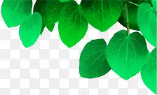 ��ͨ�ɰ�������Ҷ-������