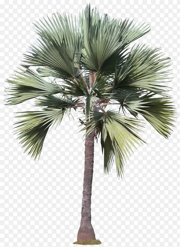 �ȴ���Ҷ��-������