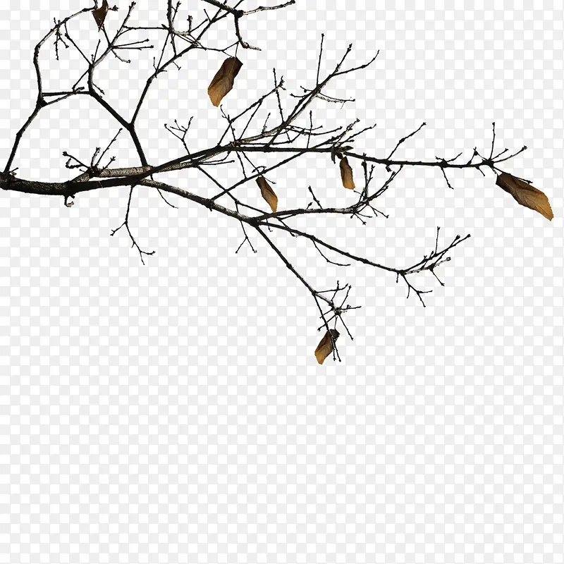 ֲ���ز�-������