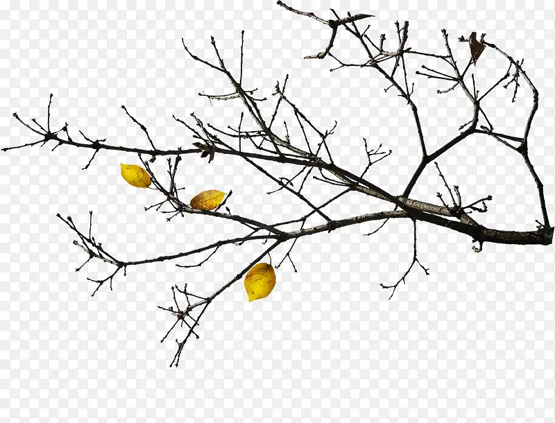 ����Ҷ�ӵ���֦-������