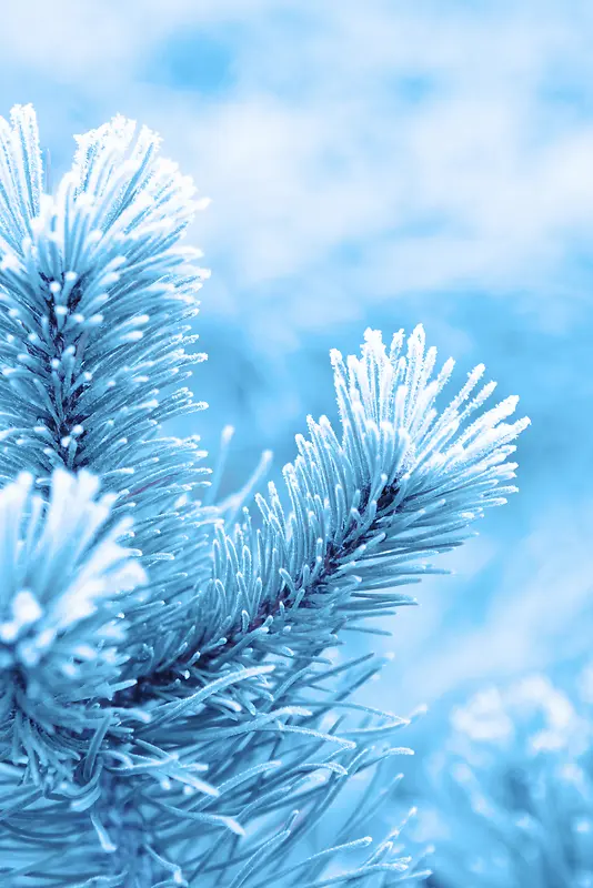 ��֦����-������