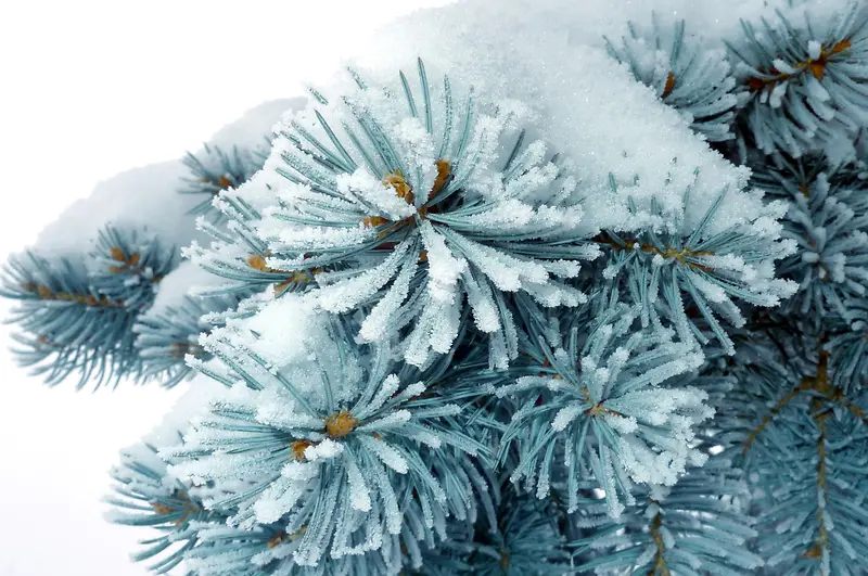 ʥ��������-������