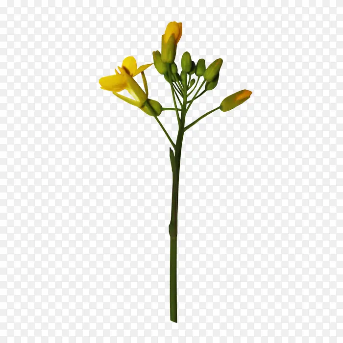 ��ɫ��֦��ɫ����ֲ��װ��-������