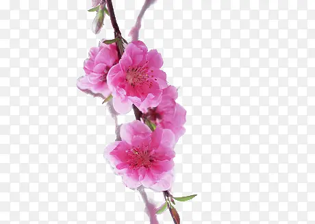 ��ɫ������֦�ز�-������