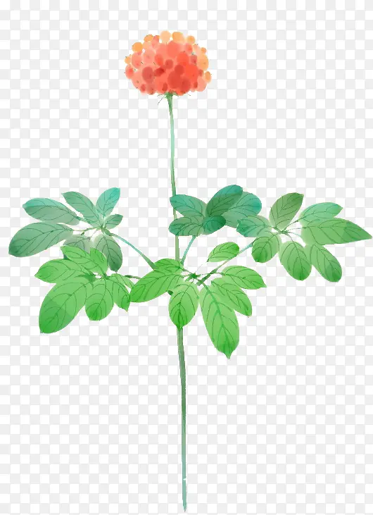 ˮ�ʺ�ɫ����Ҷ��-������