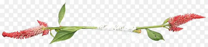 ��֦��ɫ����-������