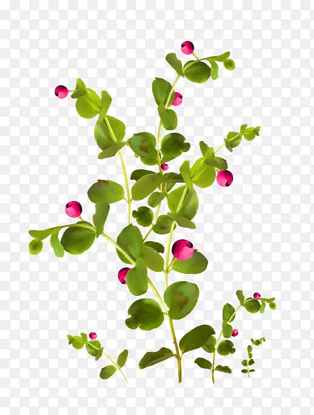 ��ɫ��֦��ɫ����-������