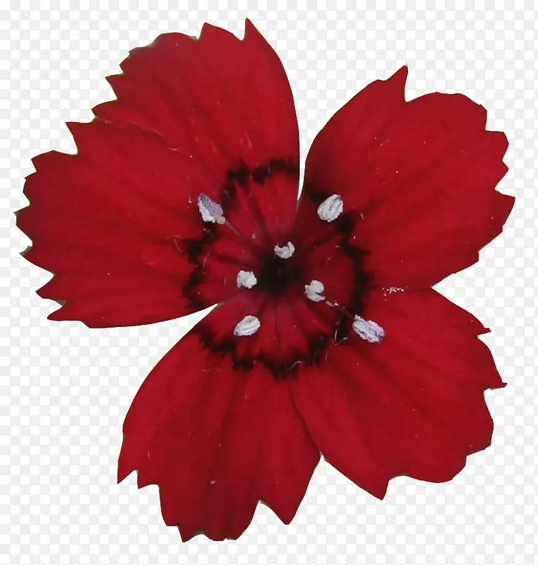 ���������ز�����ͼƬ�ز�-������