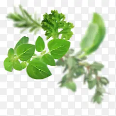 ��Ҷ�߲��˶�Ư��-������