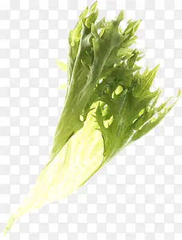 ��Ҷ�߲�Ư��-������