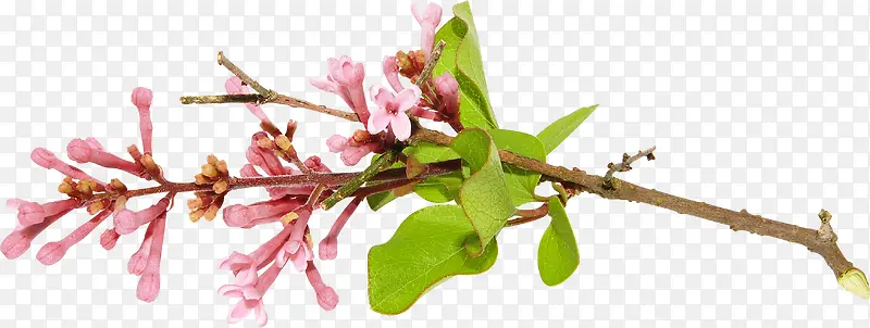 Ư����֦-������