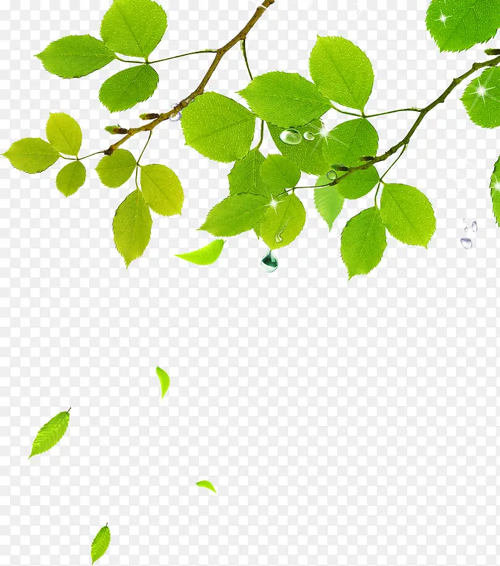 ����Ư����Ҷֲ����֦-������