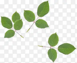 ����Ư����Ҷ��֦-������