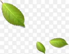 ��ɫƯ��������Ҷ-������