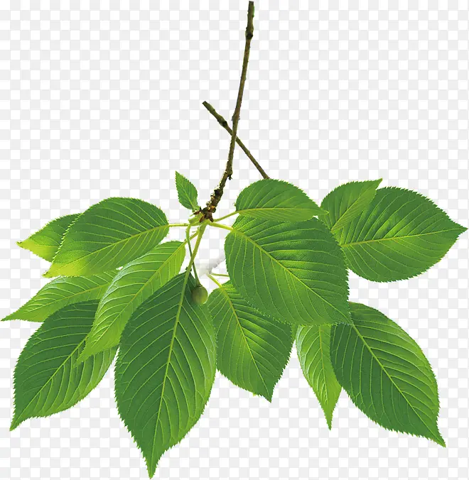 ���컷����Ҷ��֦װ��-������