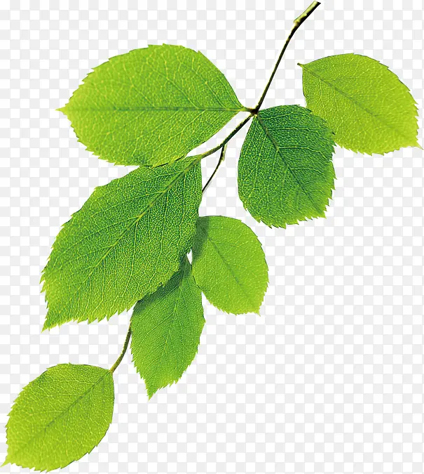 ������Ҷ��֦װ��-������